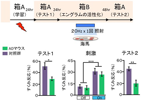 光刺激で復元するADマウスの記憶の図