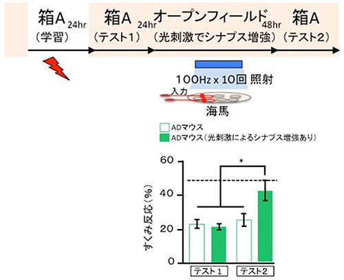 シナプス増強で復元されるADマウスの自然な手がかりによる記憶の図