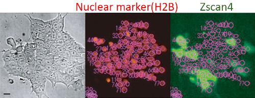 Stem cells marked with H2B