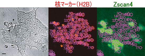 ライブセルイメージングでマウスES細胞のZscan4発現様式を1個1個の細胞ごとに観察の図