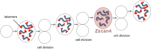 Effect of Zscan4 on cell division