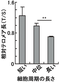 マウスES細胞の細胞周期の長さとテロメアの長さの関係図