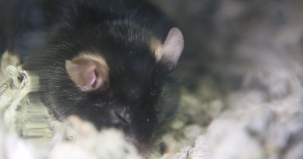 photo of sleeping mouse