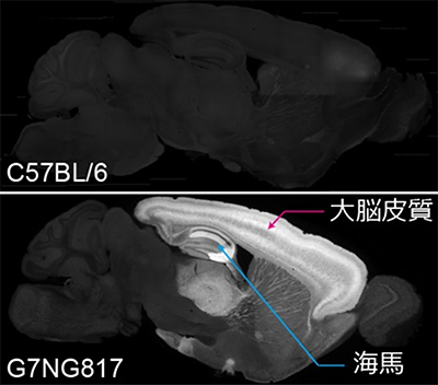 マウス固定脳における蛍光の発現パターン の矢状面（左右に分ける面）の断面図の画像