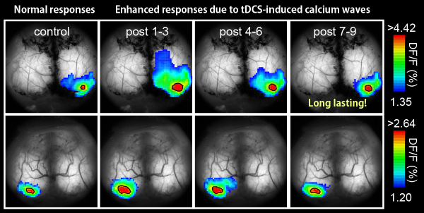 imaging responses of the brain to tDCS-indiced calcium waves