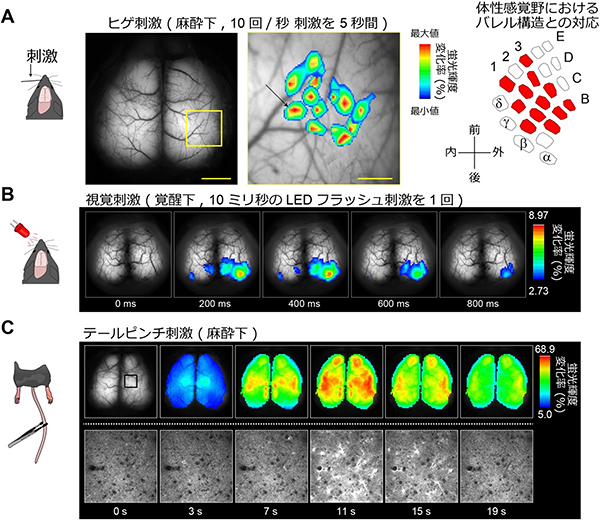 G7NG81マウスの経頭蓋イメージングによる大脳皮質カルシウム動態の機能マッピング図