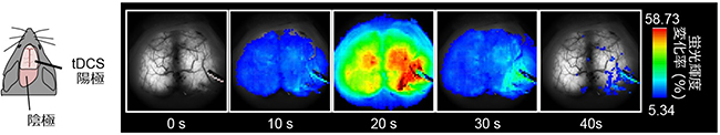 G7NG817マウスの大脳皮質におけるtDCS中のカルシウム動態の図