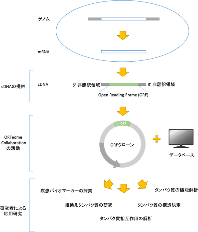 ORFeome Collaborationの活動概要図