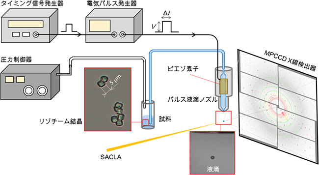 パルス液滴インジェクターを組み込んだSFXの実験装置および使用したリゾチーム結晶の図