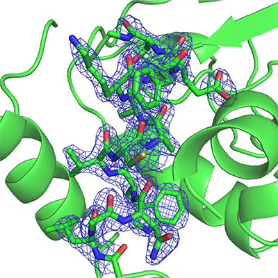 決定したリゾチームのタンパク質結晶構造の図