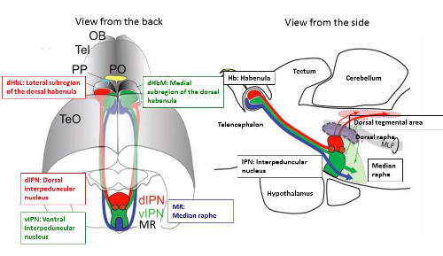 schematic of axonal projections in the zebrafish brain