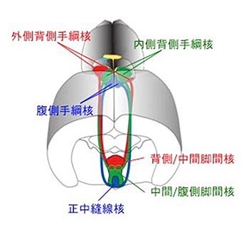 ゼブラフィッシュの手綱核-脚間核神経回路の図