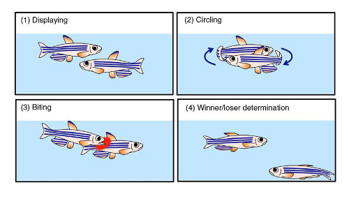 cartoon of the 4 steps in a fish fight