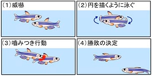 ゼブラフィッシュの闘争行動の図（1）威嚇。（2）円を描くように泳ぐ。（3）噛みつき行動。（4）勝敗の決定。