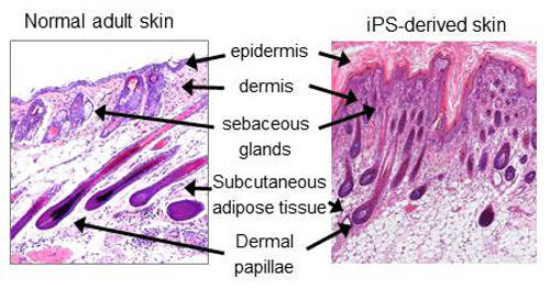 photos of natural and its cell-derived skin tissue
