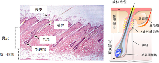 皮膚の構造と機能の図