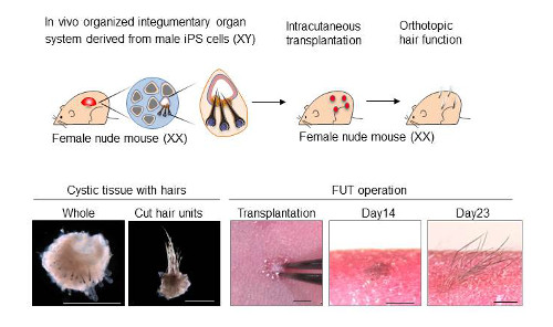 diagram showing the experimental procedures to grow hair from its cells