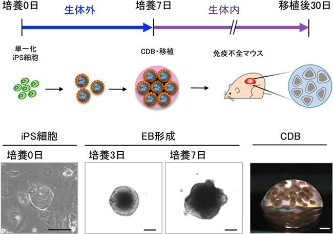 CDB法によるマウスiPS細胞からの上皮性組織形成の図