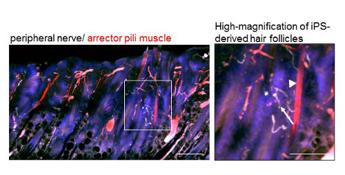 natural and lab-grown tissue