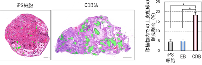 CDB法により形成した移植物の上皮組織からなる嚢胞の解析の図