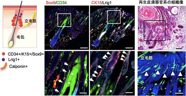 iPS細胞由来皮膚器官系に含まれる再生毛包や立毛筋の図