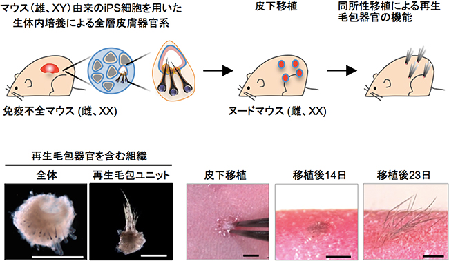 再生皮膚器官系から分離した再生毛包の皮下移植の図