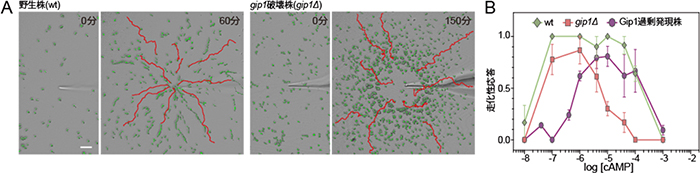 粘菌細胞における野生型、gip1破壊細胞の走化性能の比較の図