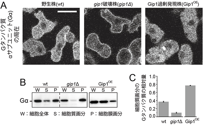 粘菌細胞における三量体Gタンパク質の細胞内局在の図