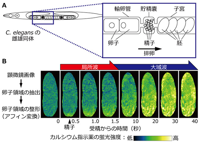 C. elegansの受精カルシウム波の可視化の図