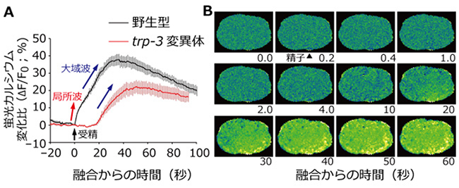 trp-3変異体の受精カルシウム波の図