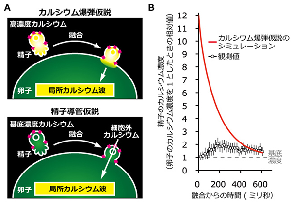 C. elegansの精子カルシウム濃度変化の観測値とカルシウム爆弾仮説のシミュレーションの図