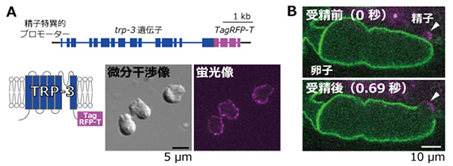 精子のTRP-3チャネルを赤色、卵子の細胞膜を緑色に標識したC. elegansの受精の図