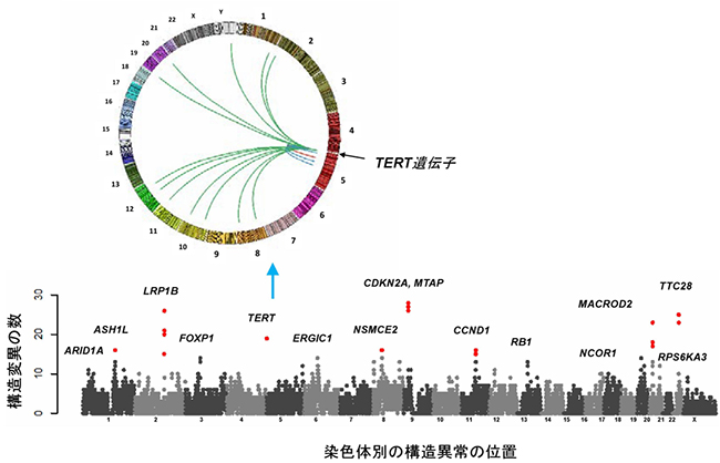 肝臓がんのゲノム構造異常に関わる遺伝子の図