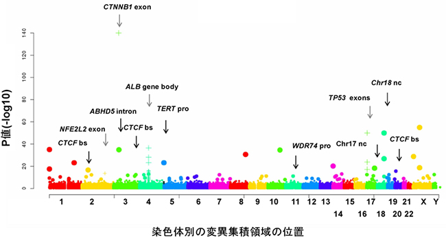 肝臓がんの非コード領域のゲノム変異の図