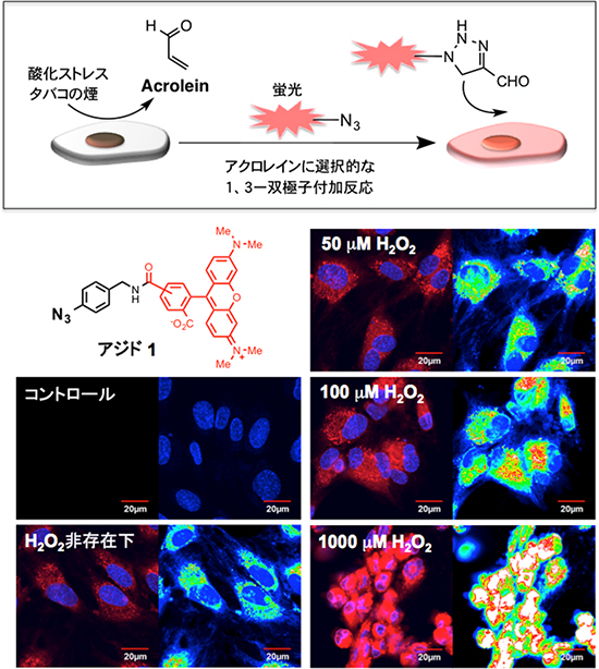 酸化ストレス条件下でのアクロレインの可視化の図
