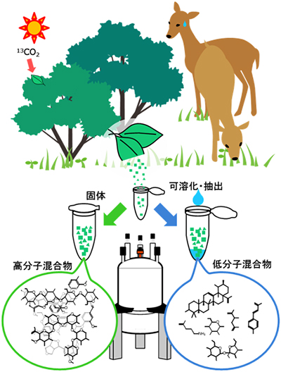 カラム分離なしでのツツジ毒を含む低分子混合物解析の図