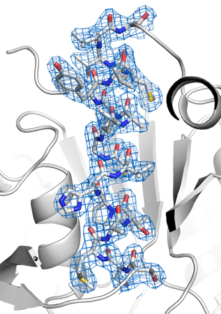ヒアルロン酸を用いて決定したプロテイナーゼKの結晶構造の図