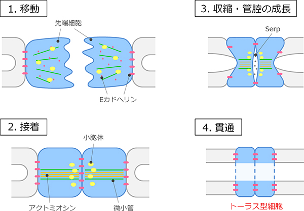 ショウジョウバエ胚の気管発生における形態変換の図