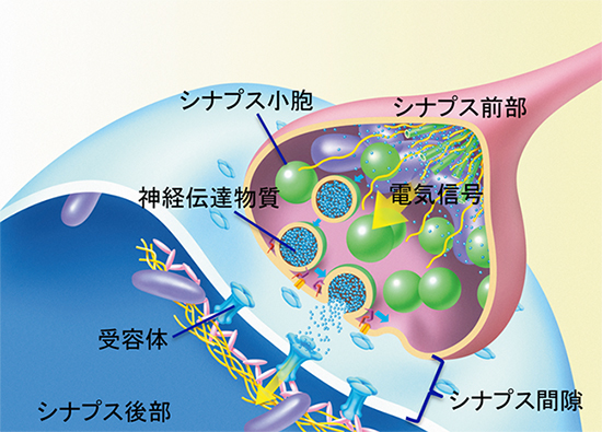 シナプスの模式図の画像