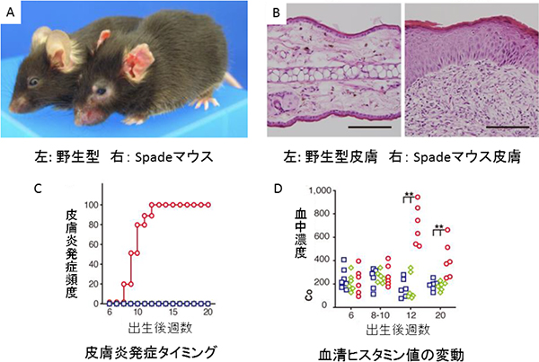 新たに作製したアトピー性皮膚炎モデルマウス（Spadeマウス）の図
