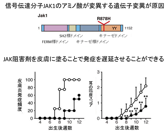 SpadeマウスにおけるJAK1分子の突然変異とJAK阻害剤での治療の図