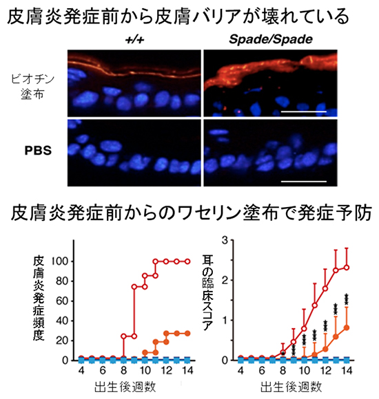 Spadeマウスにおける皮膚バリア異常とワセリンでの発症予防の図