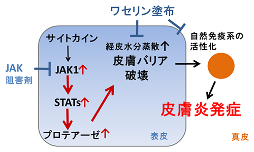 Spadeマウスのアトピー性皮膚炎発症メカニズムの図