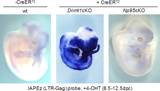 Dnmt1、およびNp95ノックアウトマウス胎児におけるIAP転写の画像