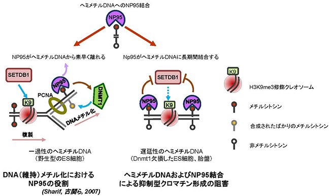 一過性と遅延性のヘミメチルDNAへのNP95の結合及びその生物学的な意義の図