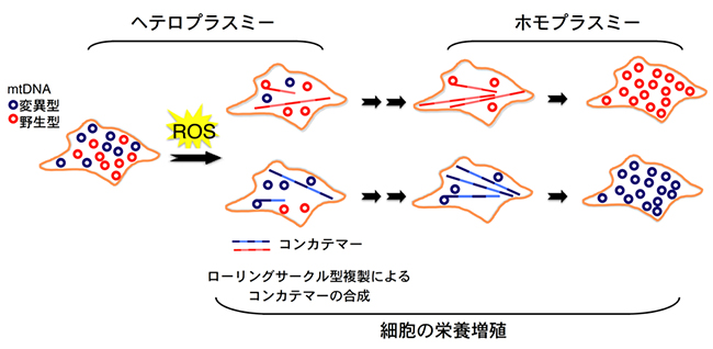 活性酸素種（ROS）によるヒト細胞のミトコンドリアゲノム初期化の促進モデル図