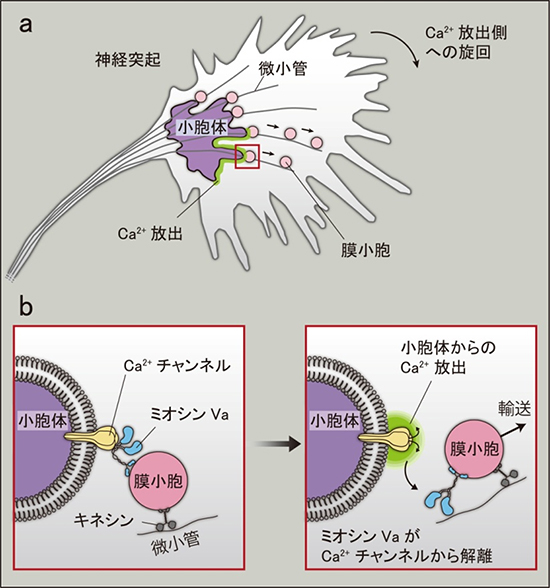 Ca2+シグナルから神経突起旋回へいたる分子経路の図