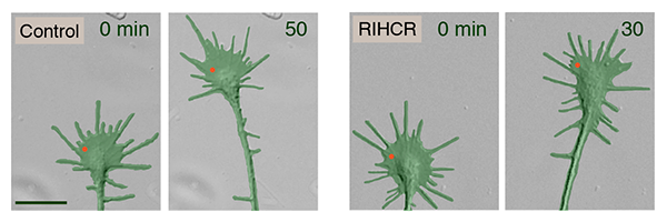 photo of axon responding to FLIP of caged calcium