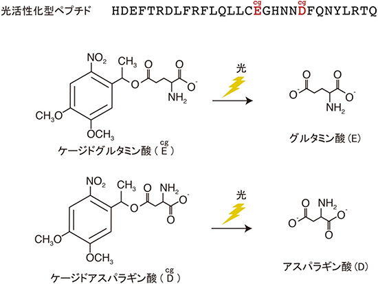 開発した光活性型ペプチド の構造図