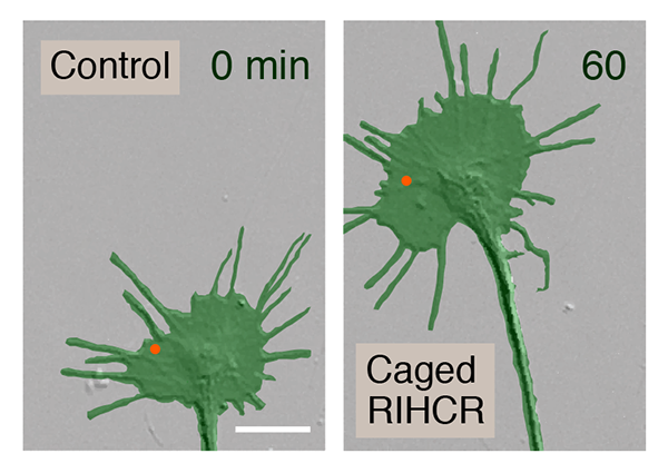 photo showing axon response to FLIP of caged RIHCR